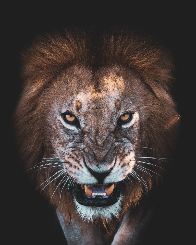 Fierce Lion Snarl by Faisal ALnomas — canvas wall art