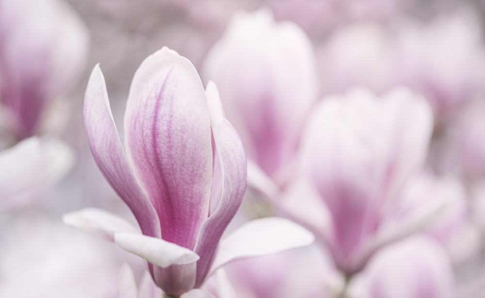 Magnolia Bloom by Marie-anne Stas — canvas wall art