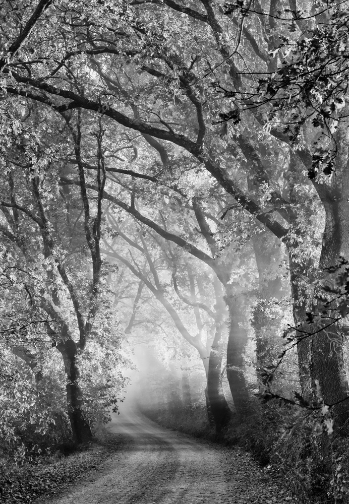 Misty Forest Path by Mike Kreiten — canvas wall art