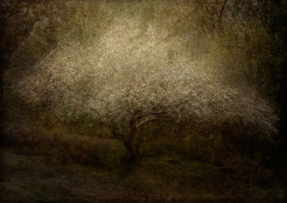 Dreamy Blossom Tree by Katarina Holmström — canvas wall art