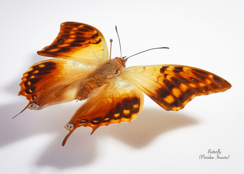 Exotic Butterfly Wings by Johan Botha "Sabie" — canvas wall art