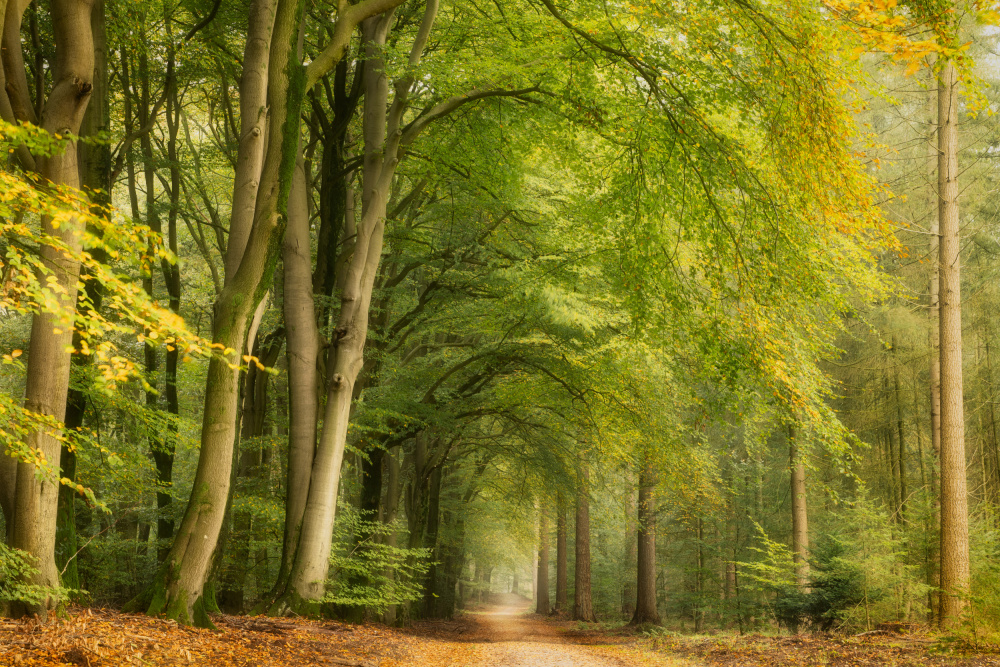 Serene Woodland Path by Ellen Borggreve — canvas wall art
