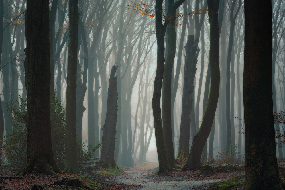 Misty Forest Path by Ellen Borggreve — canvas wall art