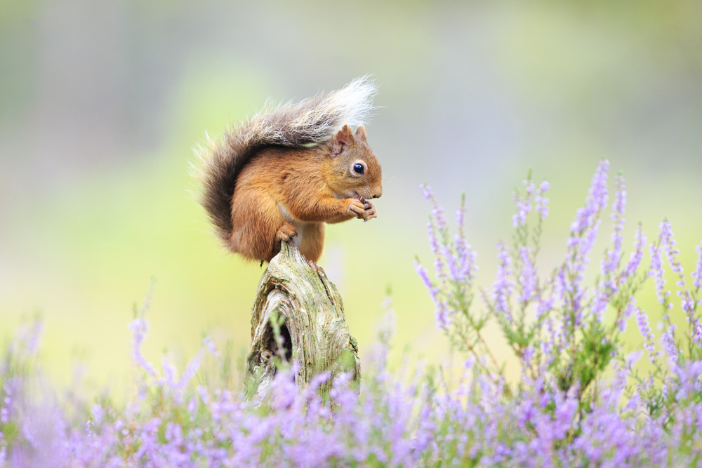 Red Squirrel Among Purple Heather by Howard Ashton-Jones — canvas wall art