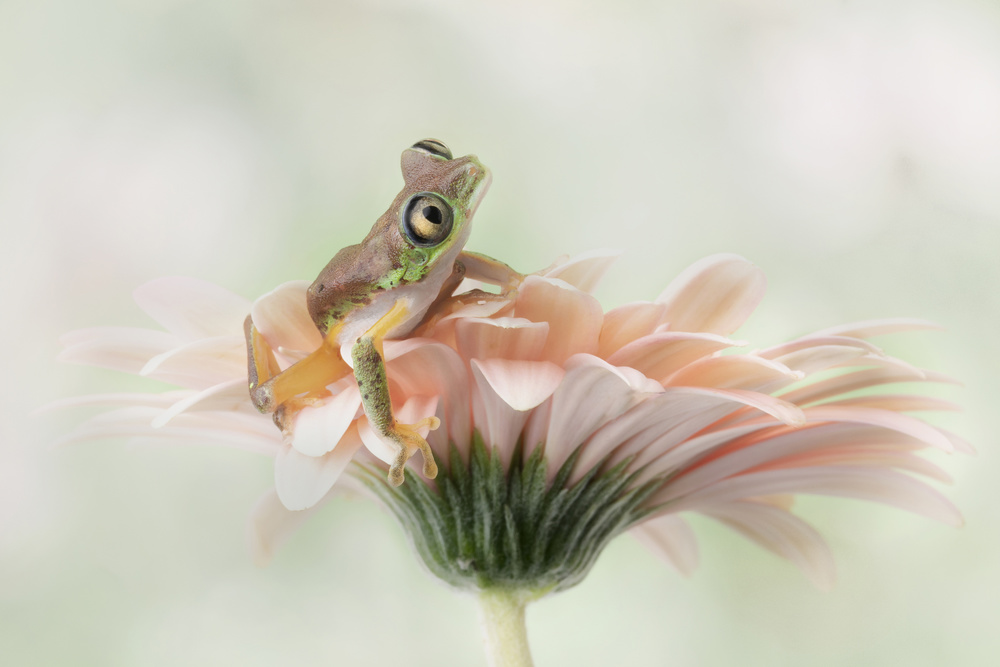 Little Frog Gerbera Bloom by Linda D Lester — canvas wall art