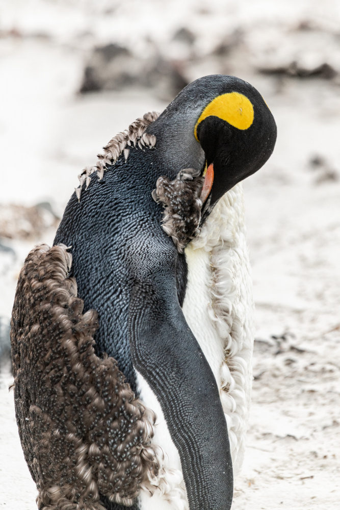 Molting King Penguin by Nanda Bussers — canvas wall art