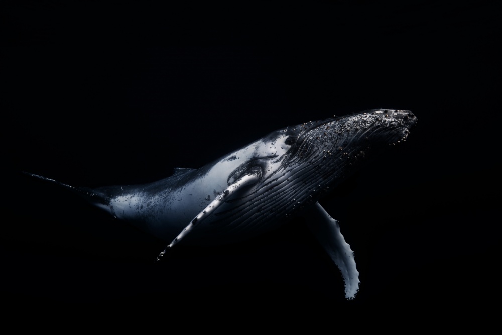 Humpback Whale Deep Blue by Barathieu Gabriel — canvas wall art