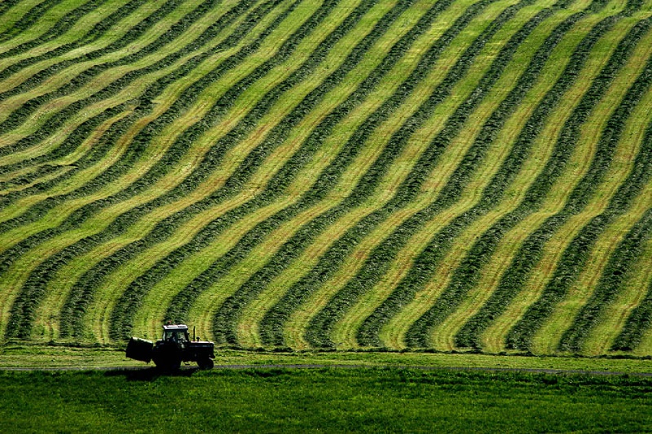 Green Field Patterns by Bror Johansson — canvas wall art