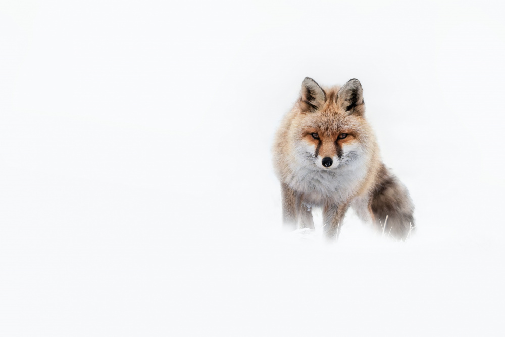 Intense Winter Fox by Tom Meier — canvas wall art