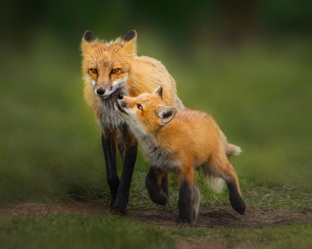 Red Fox Mother And Kit by Leah Xu — canvas wall art