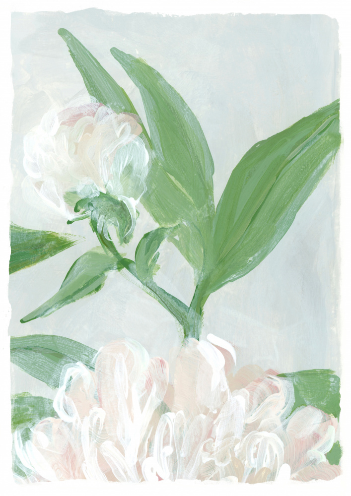 Soft Peony Blooms by Rosana Laiz Blursbyai — canvas wall art
