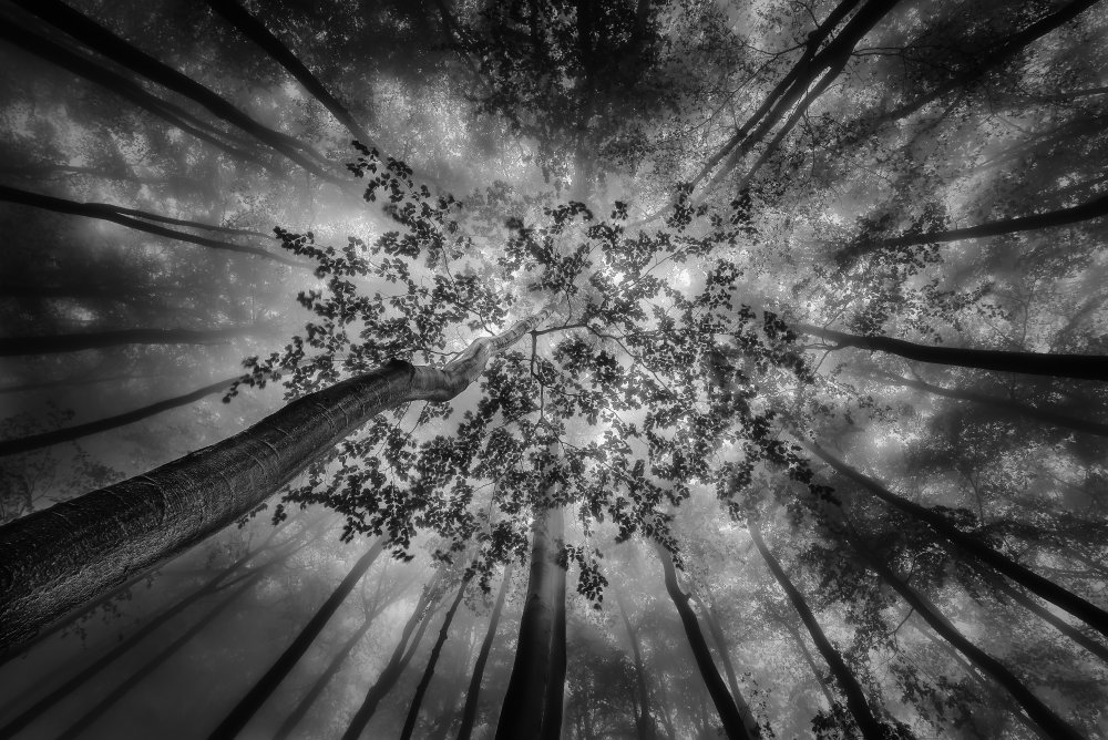 Light Through Misty Forest by Tom Pavlasek — canvas wall art