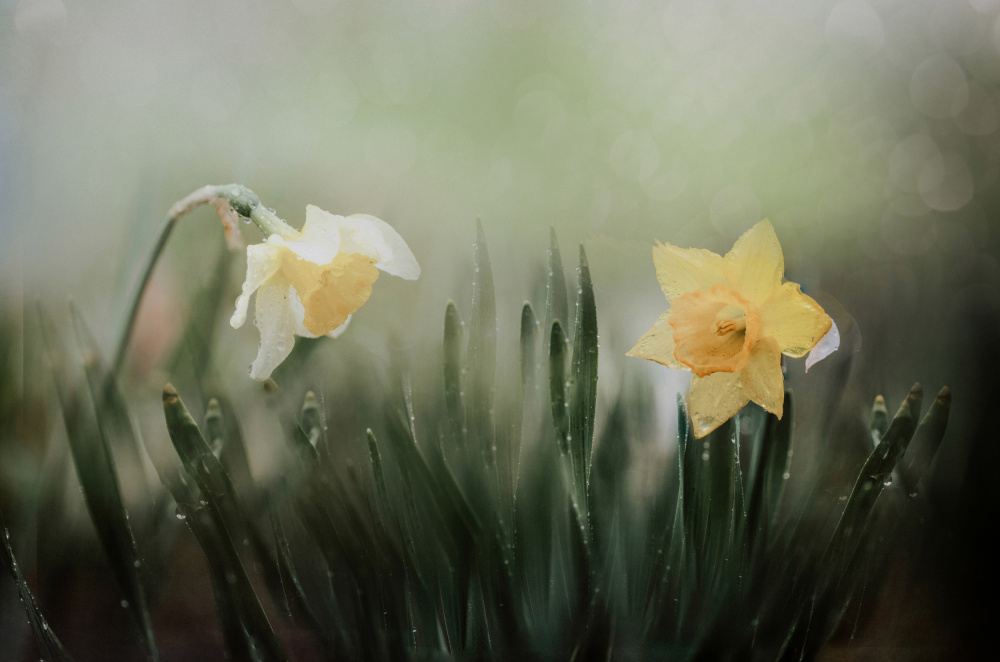 Dewy Spring Daffodils by YoungIl Kim — canvas wall art