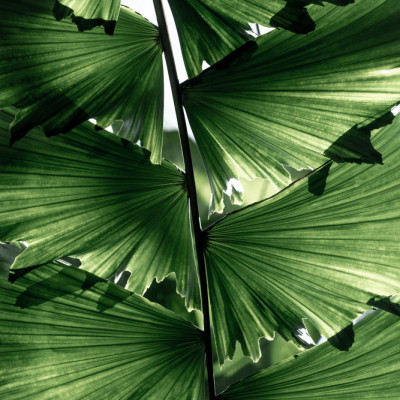 Tropical Green Palm Glow