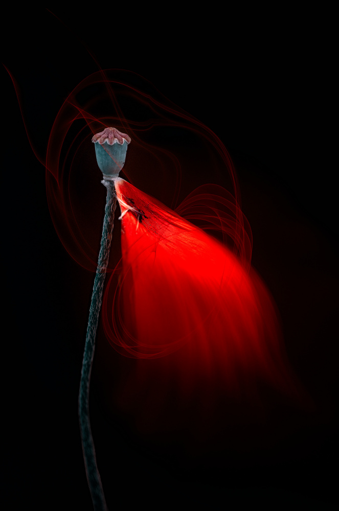 Glowing Poppy Pod by Molly Fu APA — canvas wall art