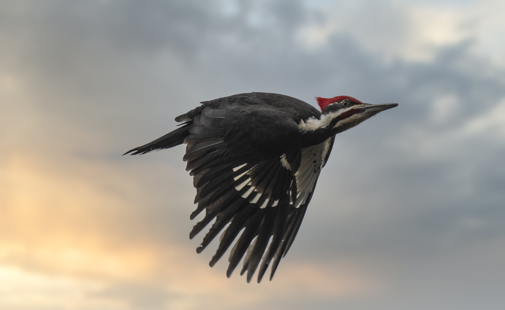 Pileated Woodpecker Soaring by Peter Stahl — canvas wall art