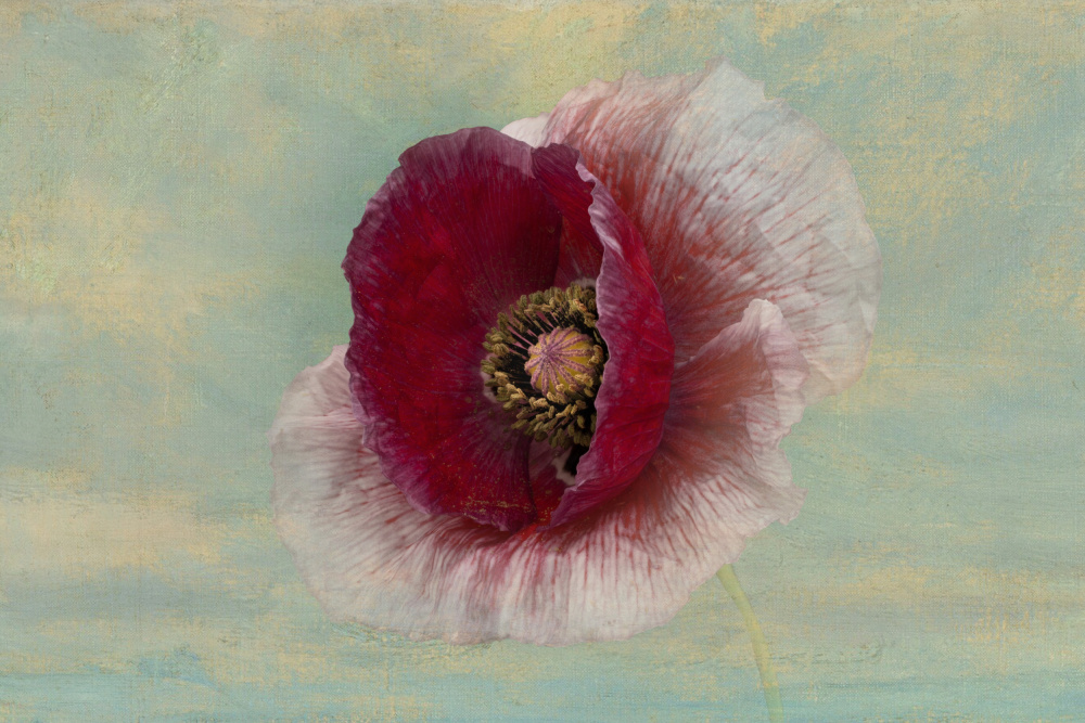 Crimson Poppy Bloom by Richard Urbanski — canvas wall art