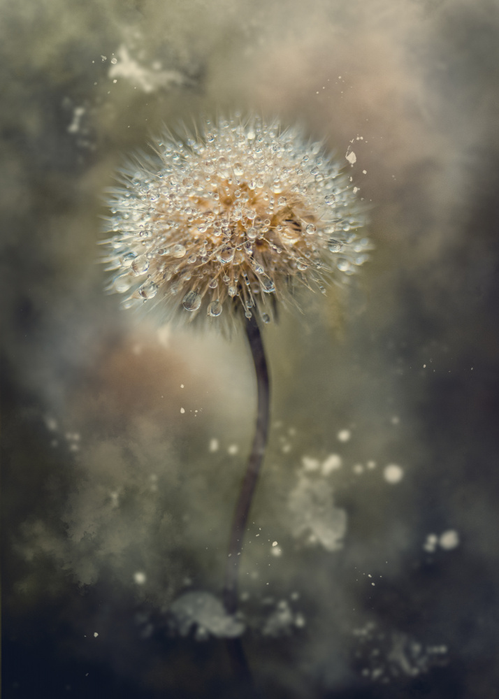 Dandelion Dew Drops by Kristina Zvinakeviciute — canvas wall art