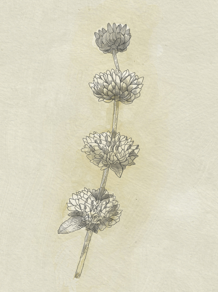 Seed Pods by Katie O'Shea — canvas wall art