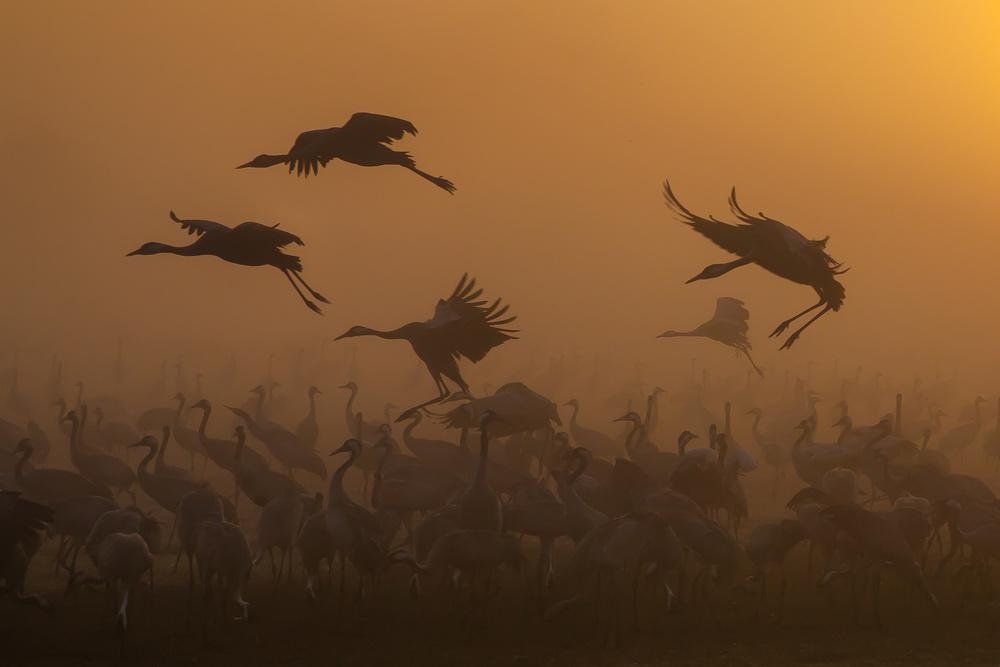 Cranes Golden Dawn by Natalia Rublina — canvas wall art