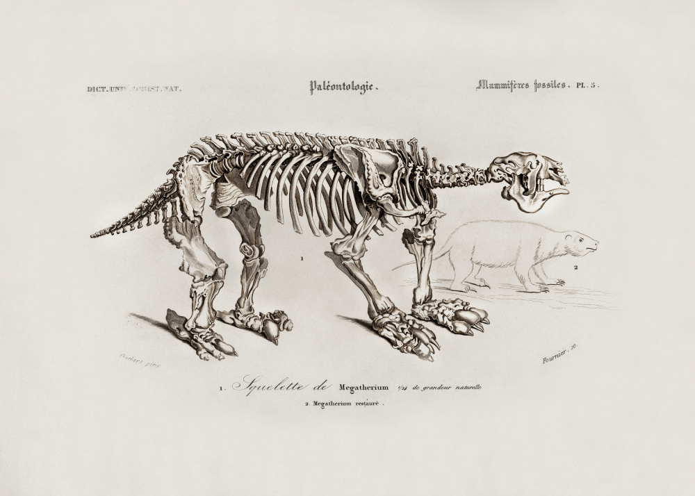 Megatherium by Charles Dessalines D Orbigny — canvas wall art
