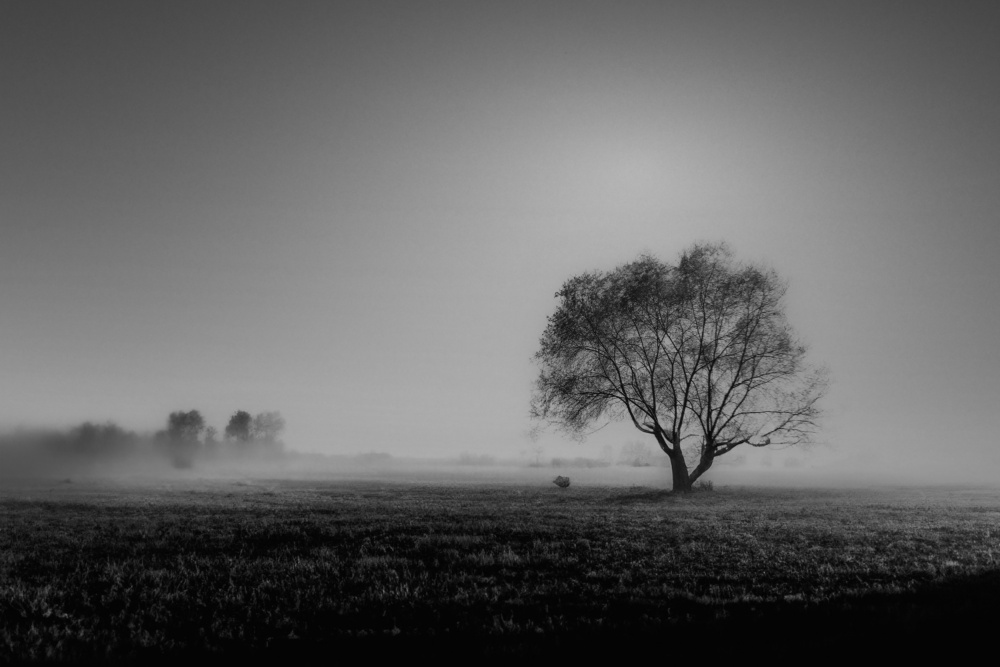 Misty Morning Lone Tree by YoungIl Kim — canvas wall art
