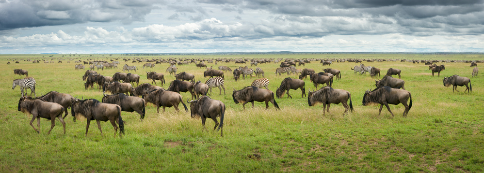 African Wildebeest Zebra by Kirill Trubitsyn — canvas wall art
