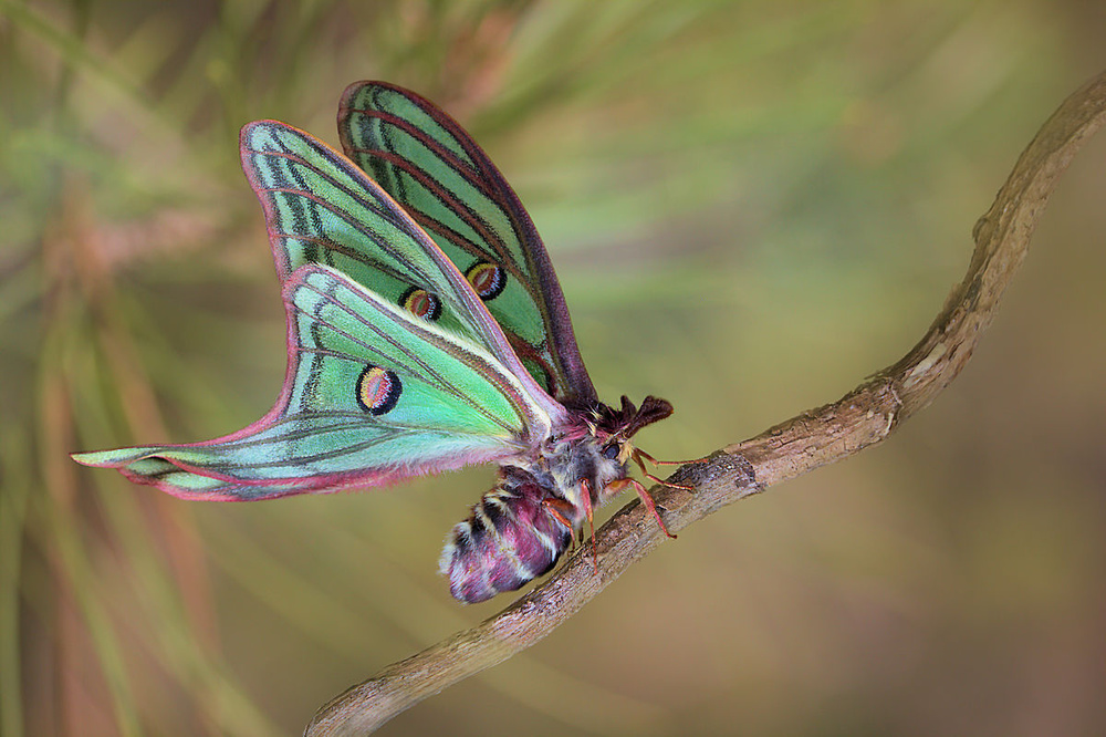 Vibrant Luna Moth by Jimmy Hoffman — canvas wall art