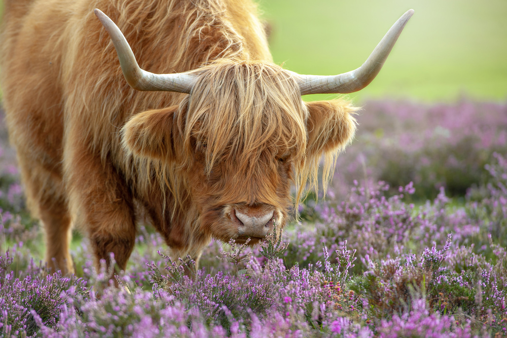 Highland Cow in Heather by Jacky Parker — canvas wall art