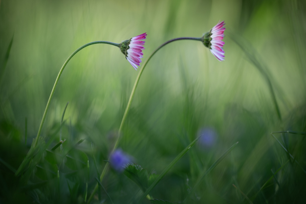 Two Gentle Daisies by Petra Dvorak — canvas wall art
