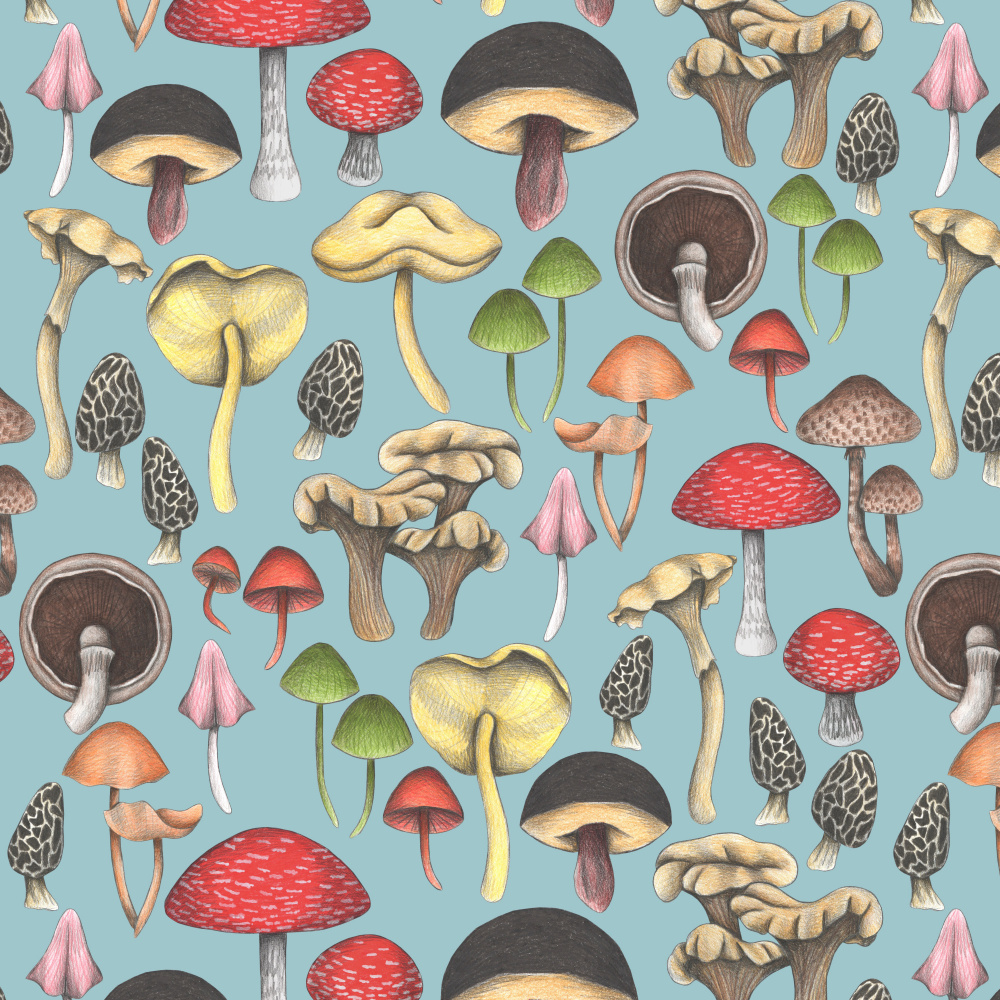 Colorful Forest Fungi by Cecilia Battaini — canvas wall art