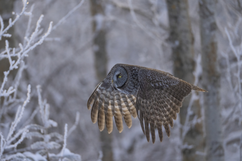 Majestic Winter Owl Flight by Peter Stahl — canvas wall art