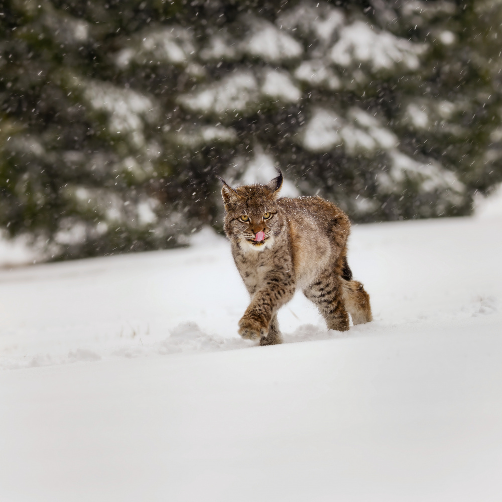 Wild Lynx Winter Walk by Michaela Firešová — canvas wall art