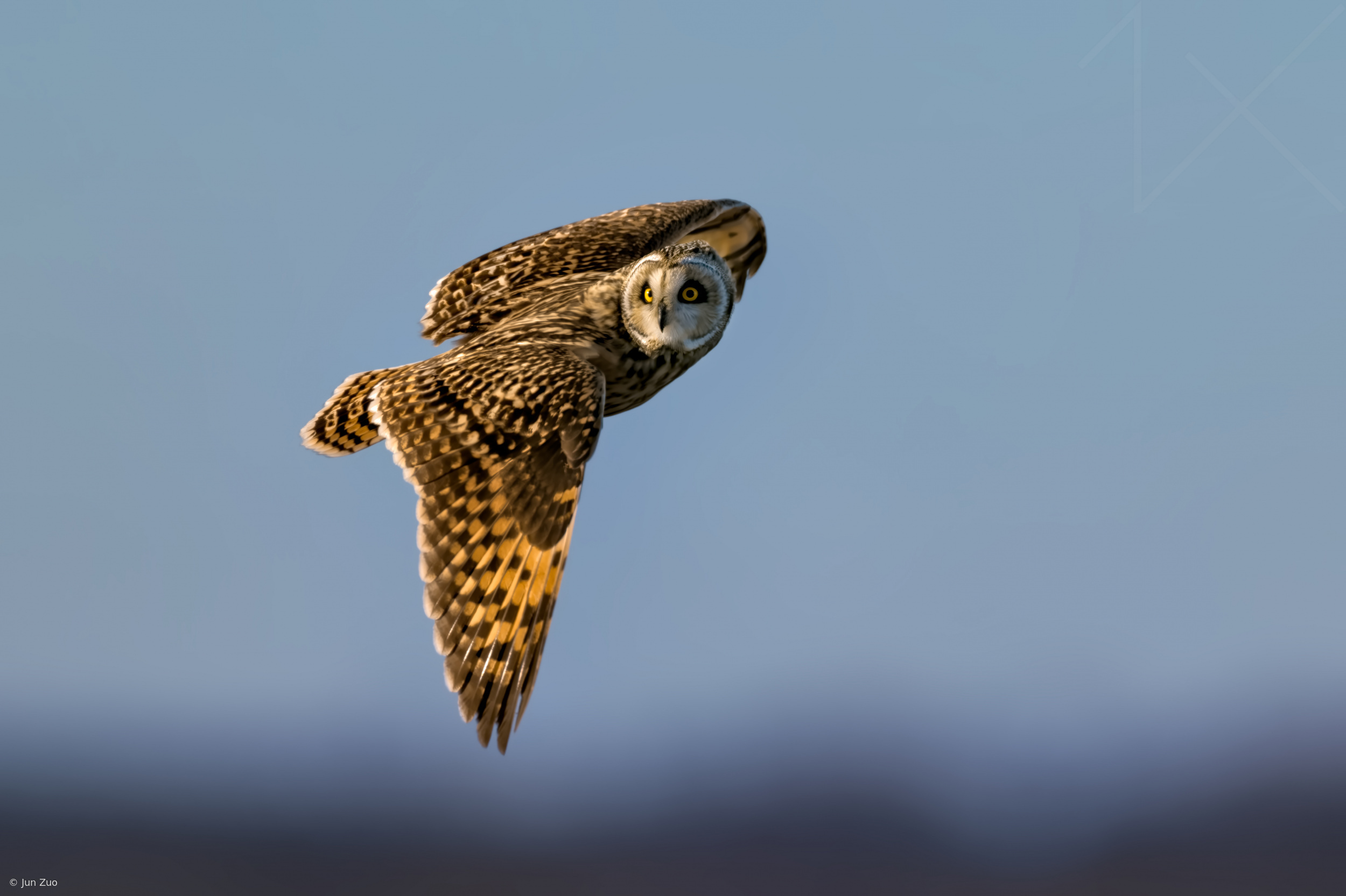 Short-Eared Owl in Flight by Jun Zuo