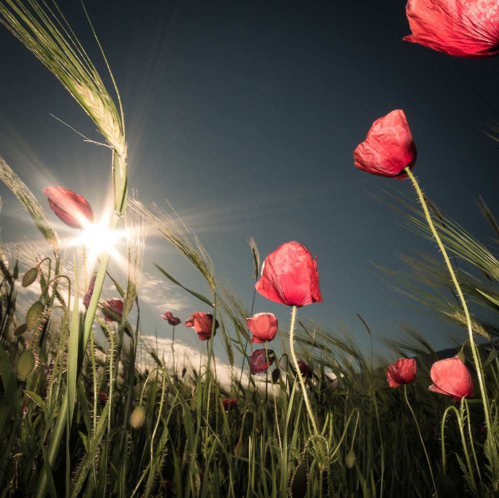 Sunlit Poppy Field by Petra Dvorak — canvas wall art