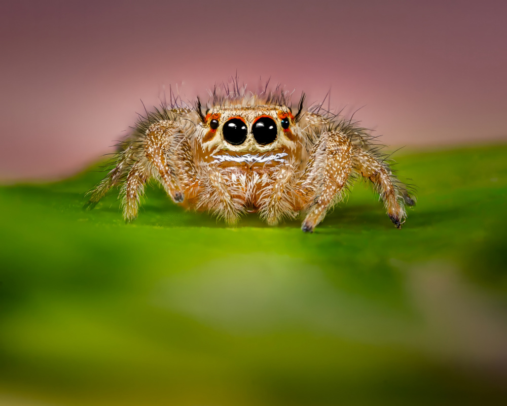 Curious Jumping Spider by Amro — canvas wall art