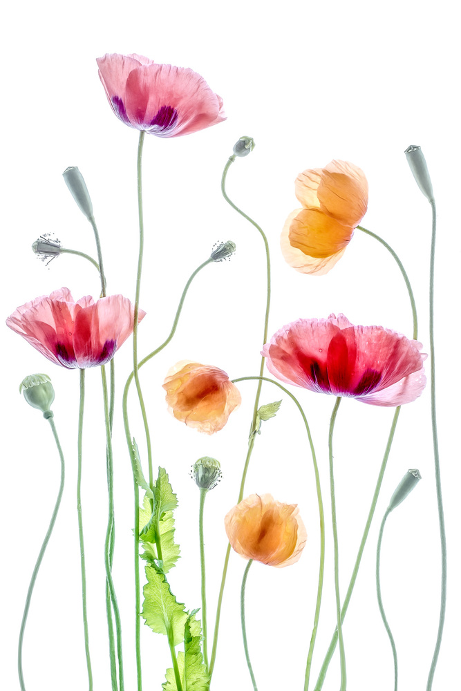 Poppies by Mandy Disher — canvas wall art