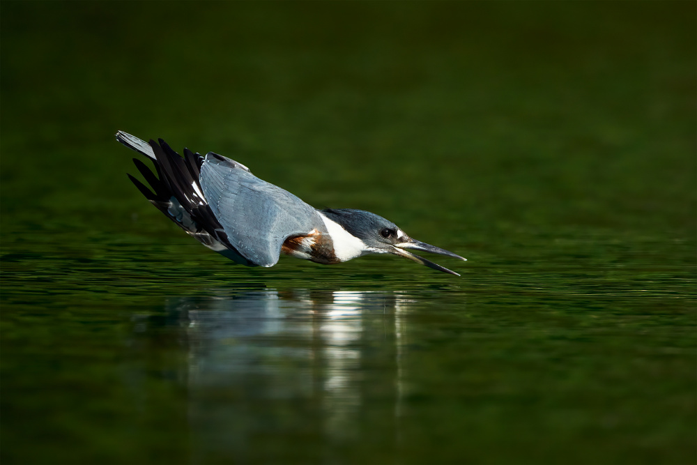 Kingfisher Hunting Dive by Johnny Chen — canvas wall art