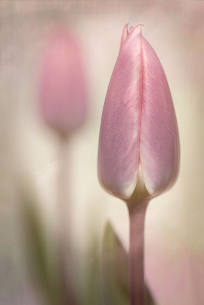 Soft Pink Tulip by Sharon Williams — canvas wall art