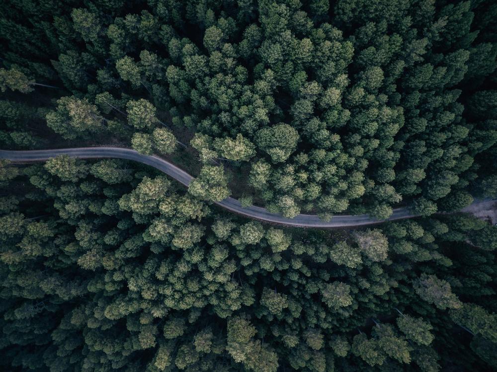 Winding Forest Road by Antonio Carrillo Lopez — canvas wall art