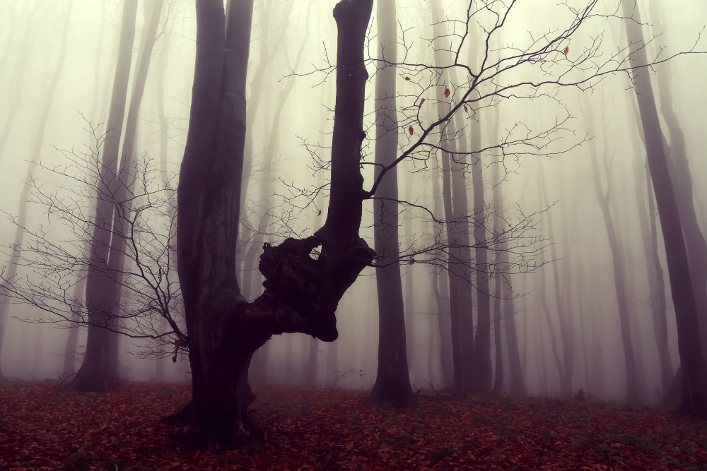 Misty Autumn Forest by Ralitsa Byalkova — canvas wall art