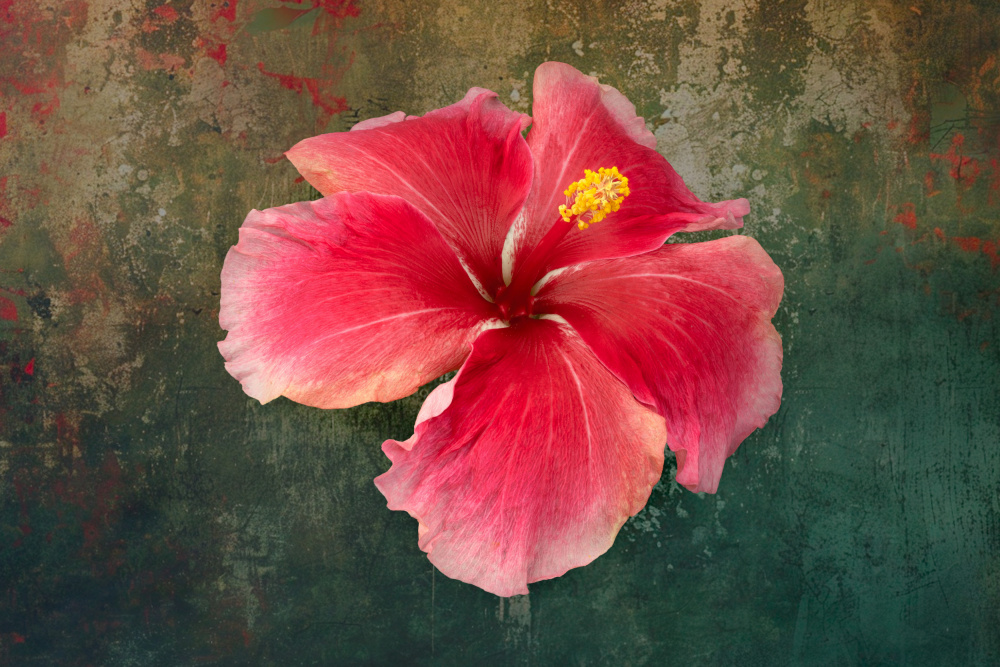 Tropical Hibiscus Bloom by Richard Urbanski — canvas wall art