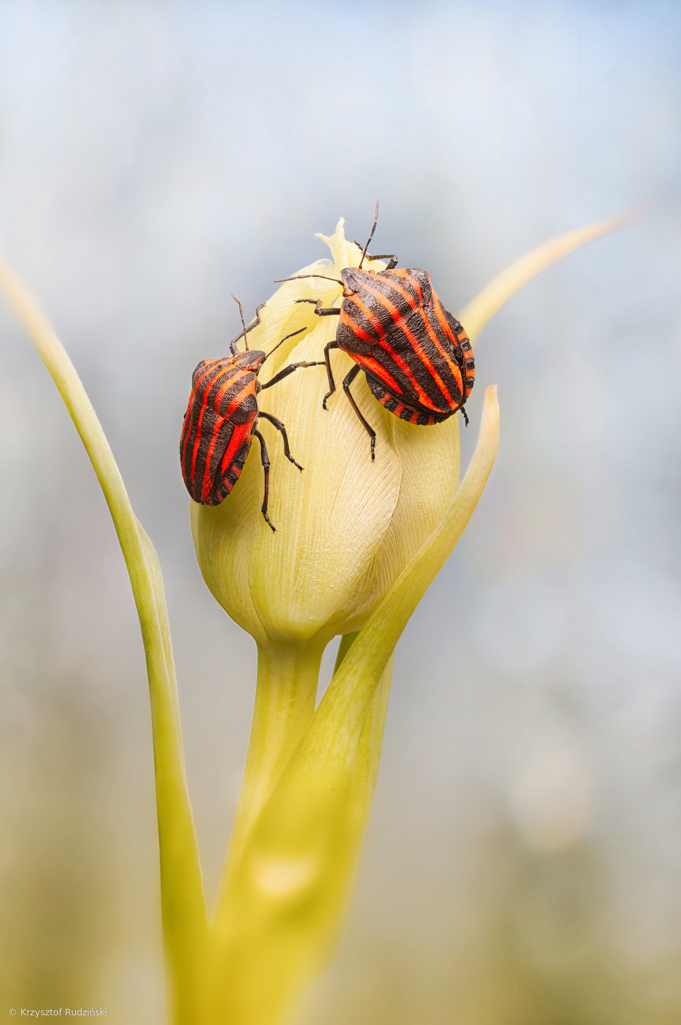 Graphosoma lineatum