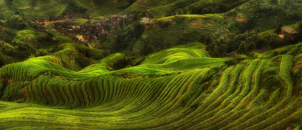 Vibrant Green Rice Terraces by Max Witjes — canvas wall art