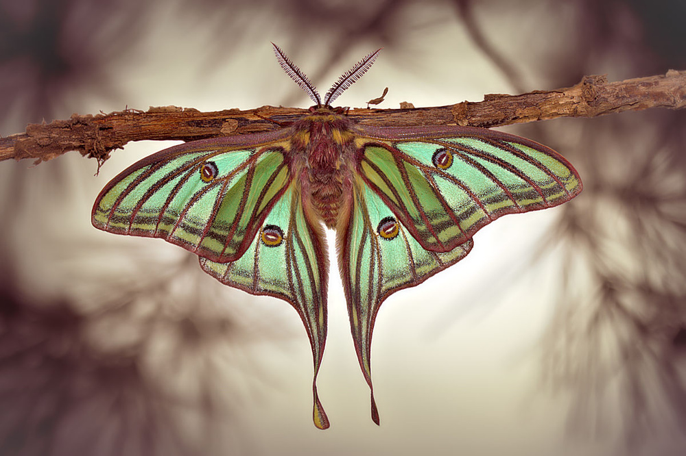Vibrant Luna Moth by Jimmy Hoffman — canvas wall art