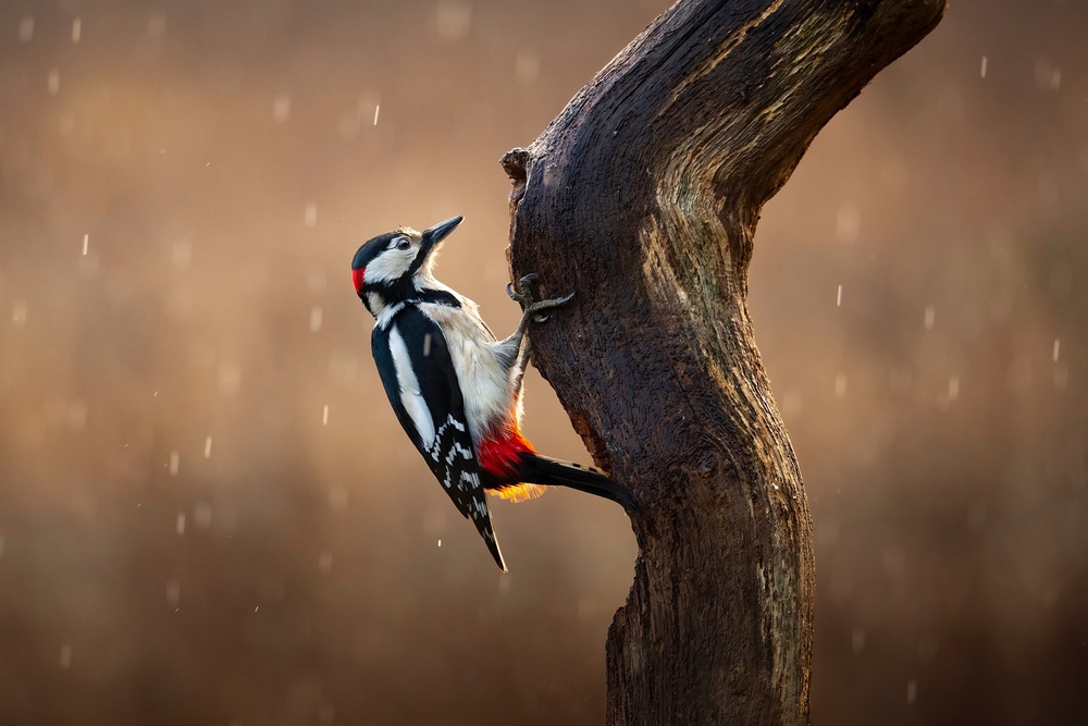 Rainy Woodpecker Perch by Kieran O Mahony AIPF — canvas wall art