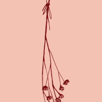 Gypsophila ink sketch I