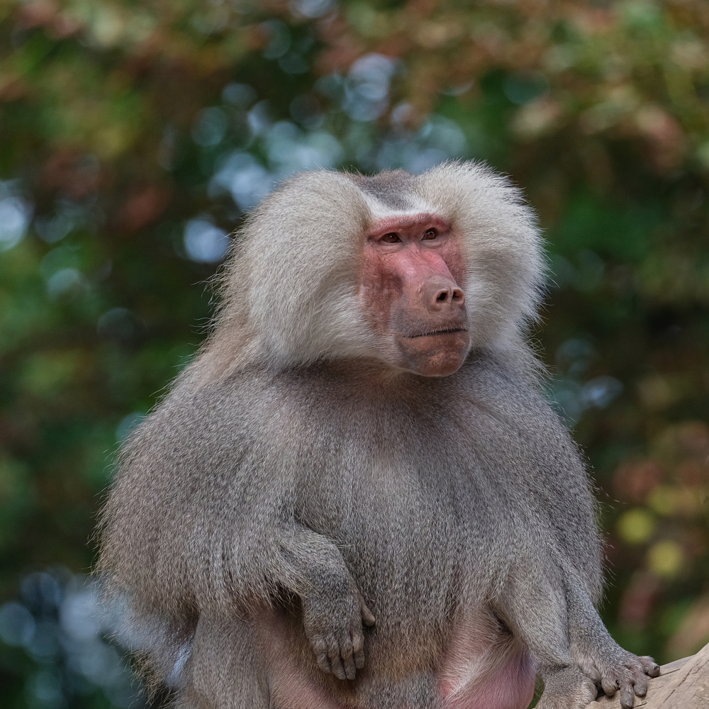 Regal Hamadryas Baboon by Georgios Tsikiridis — canvas wall art