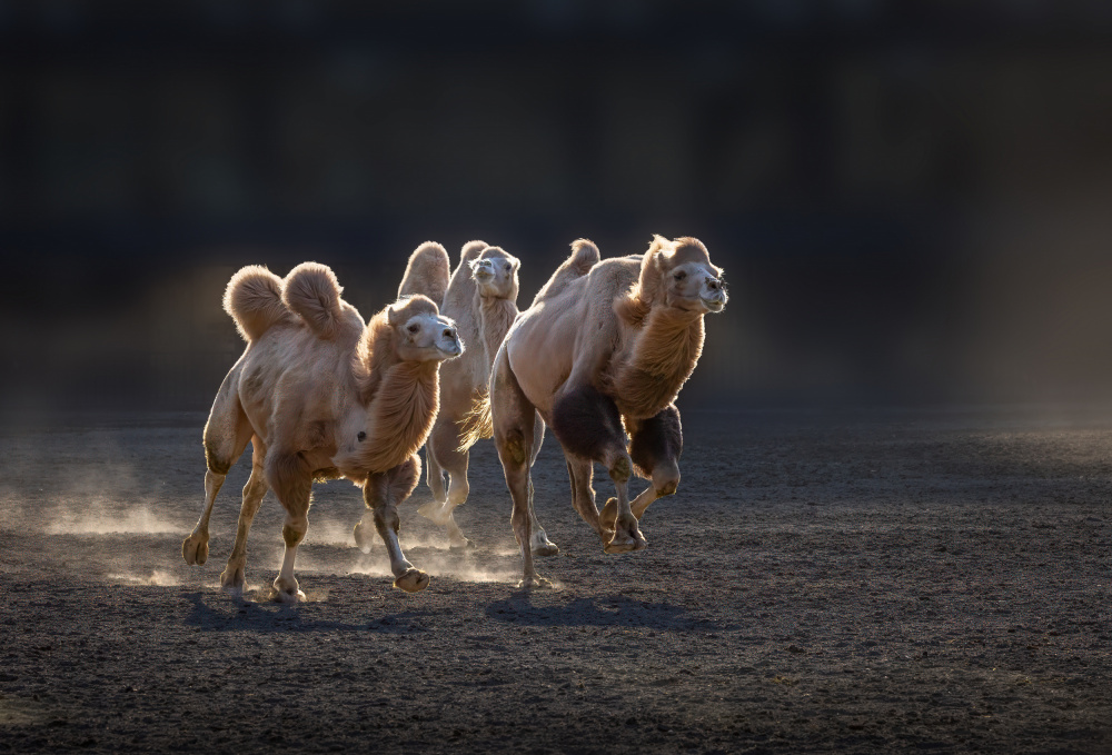 Running Desert Camels by Dennis Zhang — canvas wall art