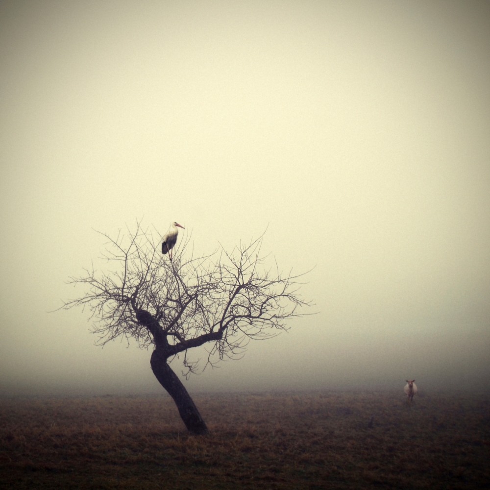 Misty Stork on Tree by Holger Droste — canvas wall art